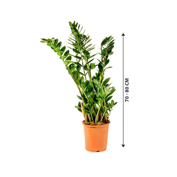 Zambia Plant 17cm x 80cm