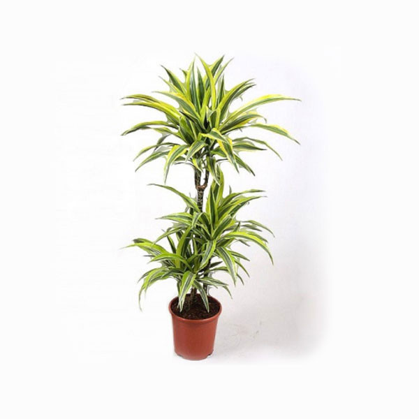Dracena Gold Indoor Plant 3 Seedling 21cm x 120cm