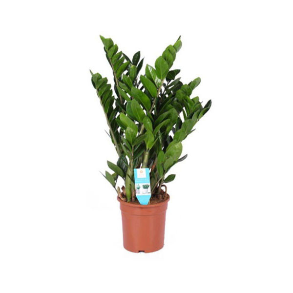 Zambia Plant 21cm x 100cm