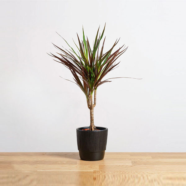 Dracena Magenta Red Indoor Plant 1 Seedling 12 cm