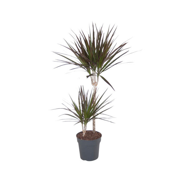 Dracena Magenta Red Indoor Plant 2 Seedling 17cm