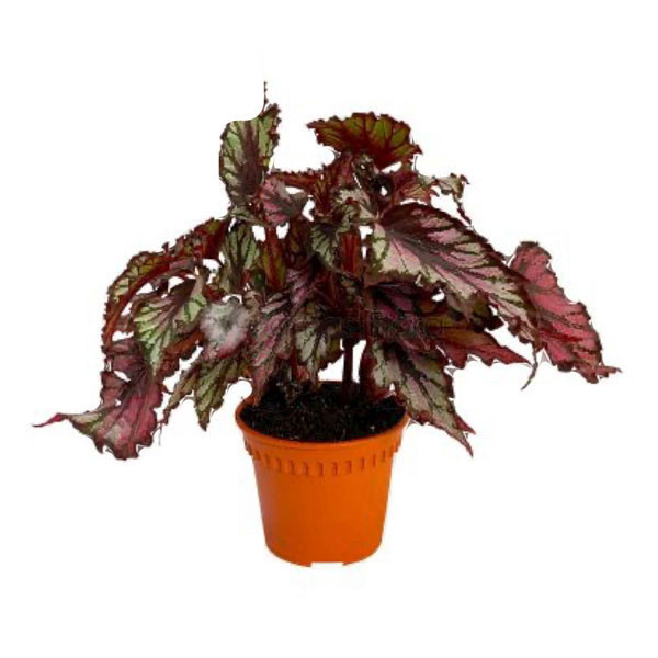Begonia Rex Mix Plant 17cm x 33cm