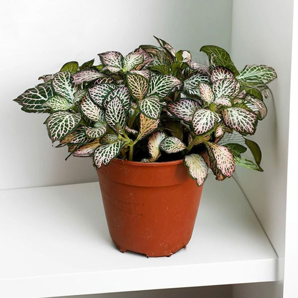 Fittonia Hypostasis 8cm