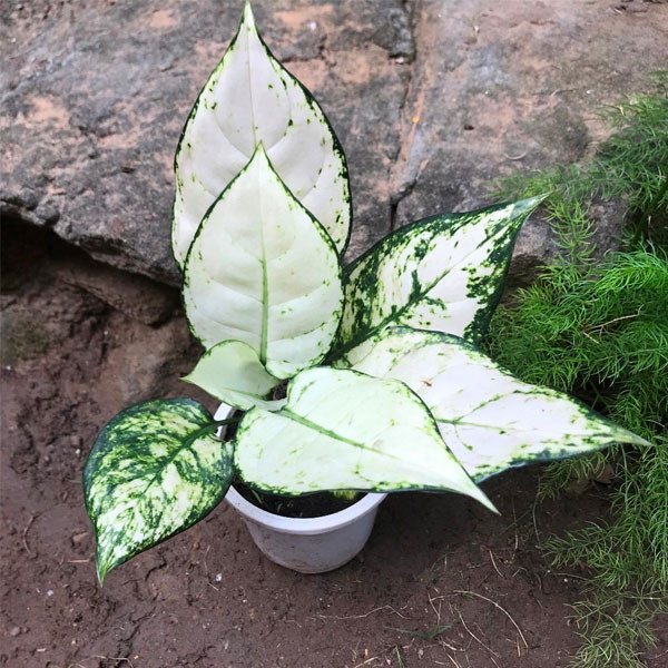 Aglaonema Super White 12cm x 25cm
