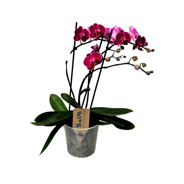 Red Orchid Flower 12cm x 45cm