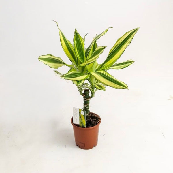 Dracena Gold Indoor Plant 1 Seedling 11cm