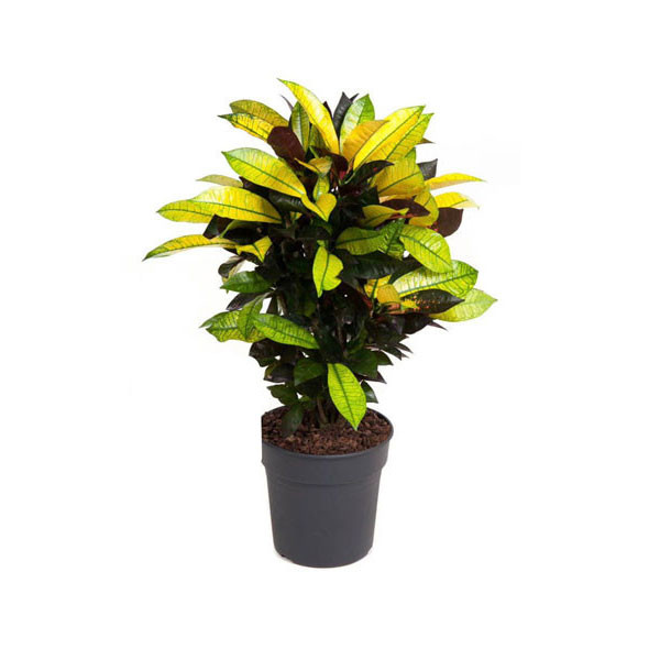 Brazilian Philodendron (Vision) Plant 21cm x 70cm